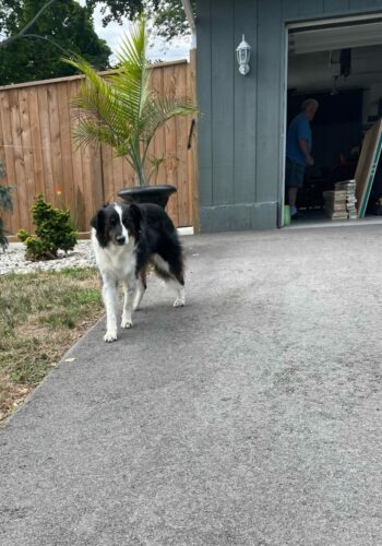 Sadie