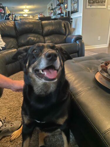 Harley