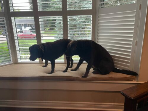 Tikka and  Berkley