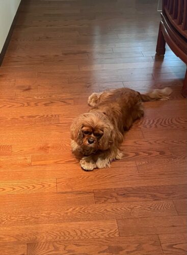 Millie